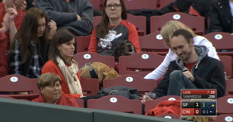 Illustration for article titled Six Good Dogs At The Reds Game